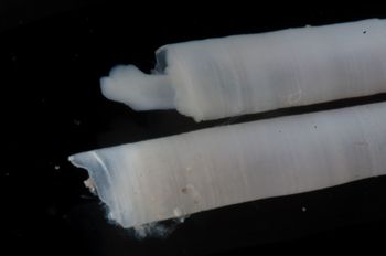 Media type: image;   Malacology 393903